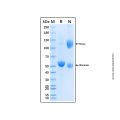 Recombinant Canine CD8 Protein