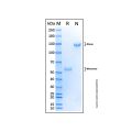Recombinant Bovine CD8 alpha Protein