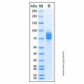Recombinant Canis lupus CD19 Protein