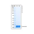 Recombinant Human GITR Ligand/TNFSF18 Protein