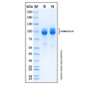 Recombinant Human PSMA/FOLH1 Protein