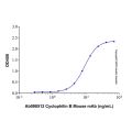Recombinant Human Cyclophilin B Protein