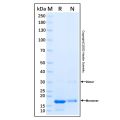 Recombinant Human Midkine Protein