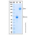 Recombinant Human LILRB4/CD85k/ILT3 Protein