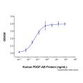 Recombinant Human PDGF-AB Protein