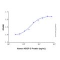 Recombinant Human VEGF-C Protein
