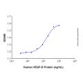 Recombinant Human VEGF-D Protein