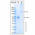 Recombinant Human IL-12 p35 (C96S) Protein