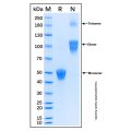 Recombinant Human ALK-1 Protein