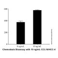 Recombinant Human CCL16/HCC-4 Protein