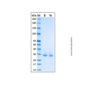 Recombinant Human Cyclophilin A Protein