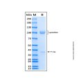 Recombinant Human Lgr5/GPR49 Protein