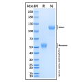 Recombinant Human Frizzled-5 Protein