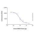 Recombinant Human KRAS Protein