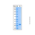 Recombinant Mouse IGF2 Protein