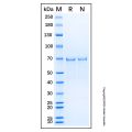 Recombinant Human AKT3 Protein