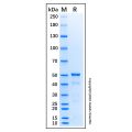 Recombinant Human HDAC3 Protein