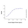 Recombinant Human Epigen Protein