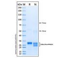 Recombinant Human DNA-PKcs Protein
