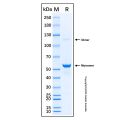 Recombinant Human Norrin Protein