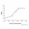Recombinant Canine IL-2 (C147S) Protein