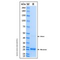Recombinant Human RIPK3 Protein