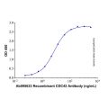 Recombinant Human CDC42 Protein