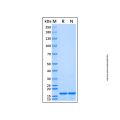 Recombinant Human GIP Protein