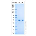 Recombinant Human CUL1 Protein