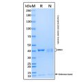 Recombinant Human DRG1 Protein