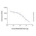 Recombinant Human KRAS (G12D) Protein