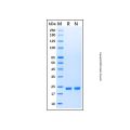 Recombinant Human KRAS (G12A) Protein