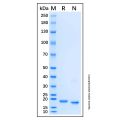 Recombinant Human RPL12 Protein