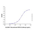 Recombinant Human RPS19 Protein