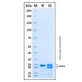 Recombinant Human SAR1A Srotein