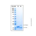 Recombinant Human CXCR4 Protein