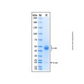 Recombinant Mouse IL-23 Protein