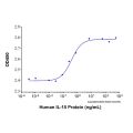 Recombinant Human IL-15 Protein