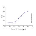 Recombinant Human LIF Protein
