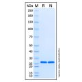 Recombinant Human ADRA2A Protein
