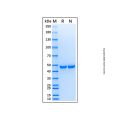 Recombinant Human MEK7/MKK7 Protein