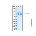 Recombinant Human APP/Protease Nexin II Protein