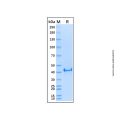 Recombinant Human Syk Protein