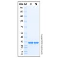 Recombinant Human NMDAR1 Protein