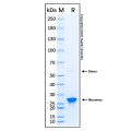 Recombinant Human JAK2 Protein