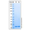 Recombinant Human nNOS Protein