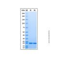 Recombinant Human RAF1 Protein
