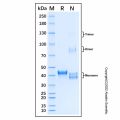 Recombinant Human SMAD2 Protein