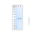 Recombinant Human TCF3/E2A Protein