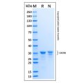 Recombinant Human CXCR4 Protein